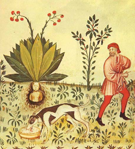 Mandrake from the Tacuinum Sanitatis (15th cen.). Source: Wikipedia Commons.